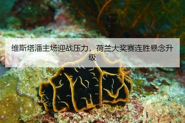 维斯塔潘主场迎战压力，荷兰大奖赛连胜悬念升级